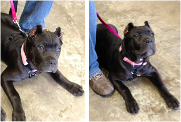 Cane Corso Ear Crop Chart