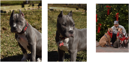 Pitbull Ear Crop Chart