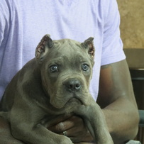 Cane Corso Ear Crop Chart