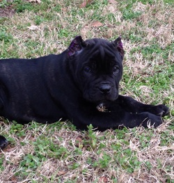 Cane Corso Ear Crop Chart